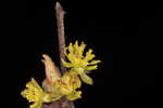 Southern spicebush <BR>Pondberry